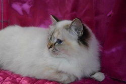 Kin-Narah Raijin - gatto sacro di birmania